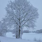 Baum im Schneeparadies