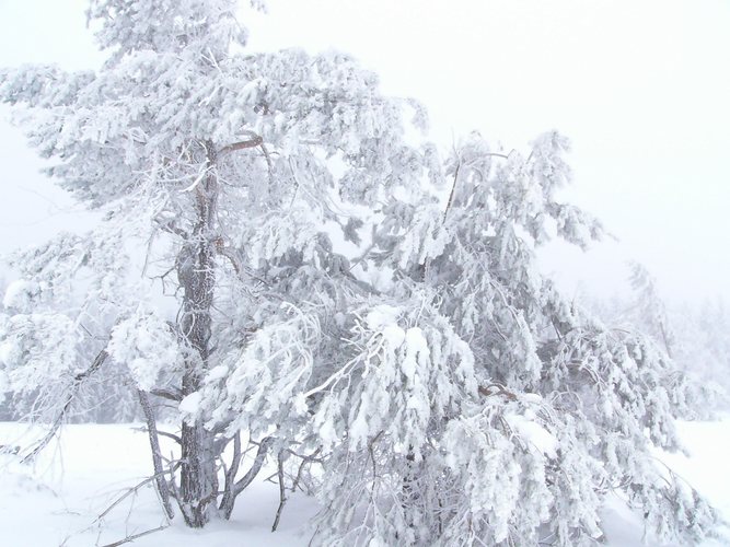 Baum im Schneesturm