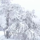 Baum im Schneesturm