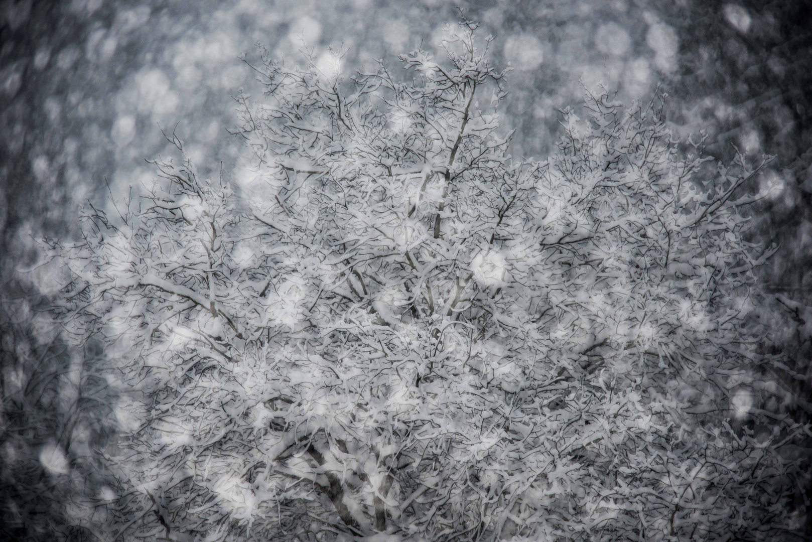 Baum im Schneetreiben