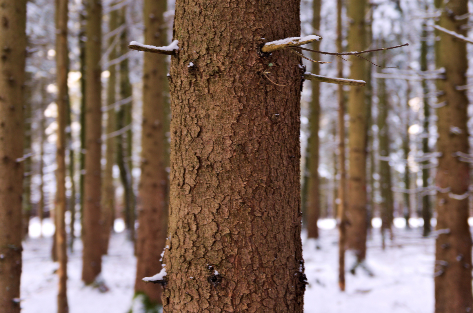 Baum im schönen Winterwald