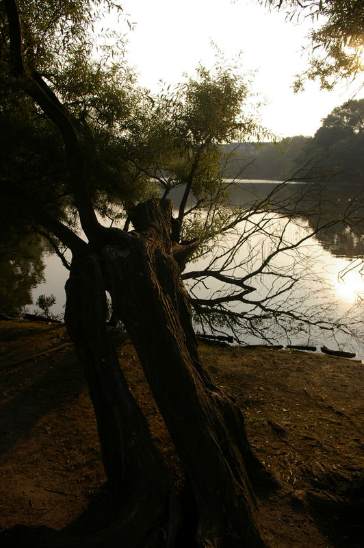 Baum im Schrevenpark