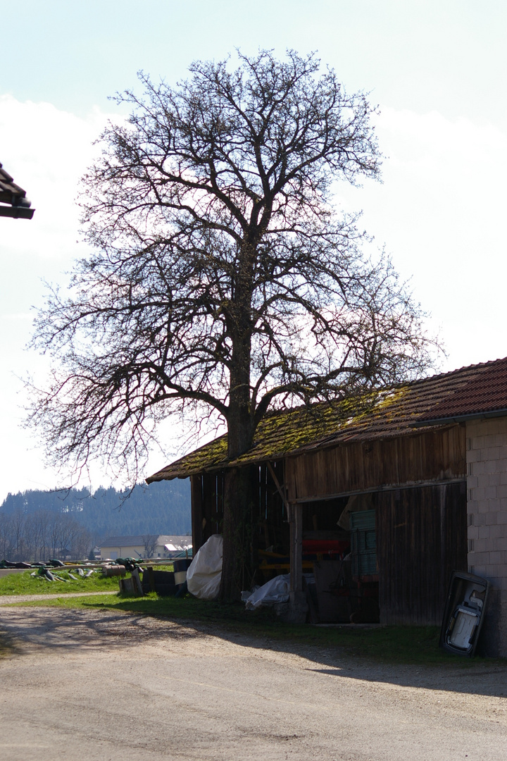 Baum im Schuppen