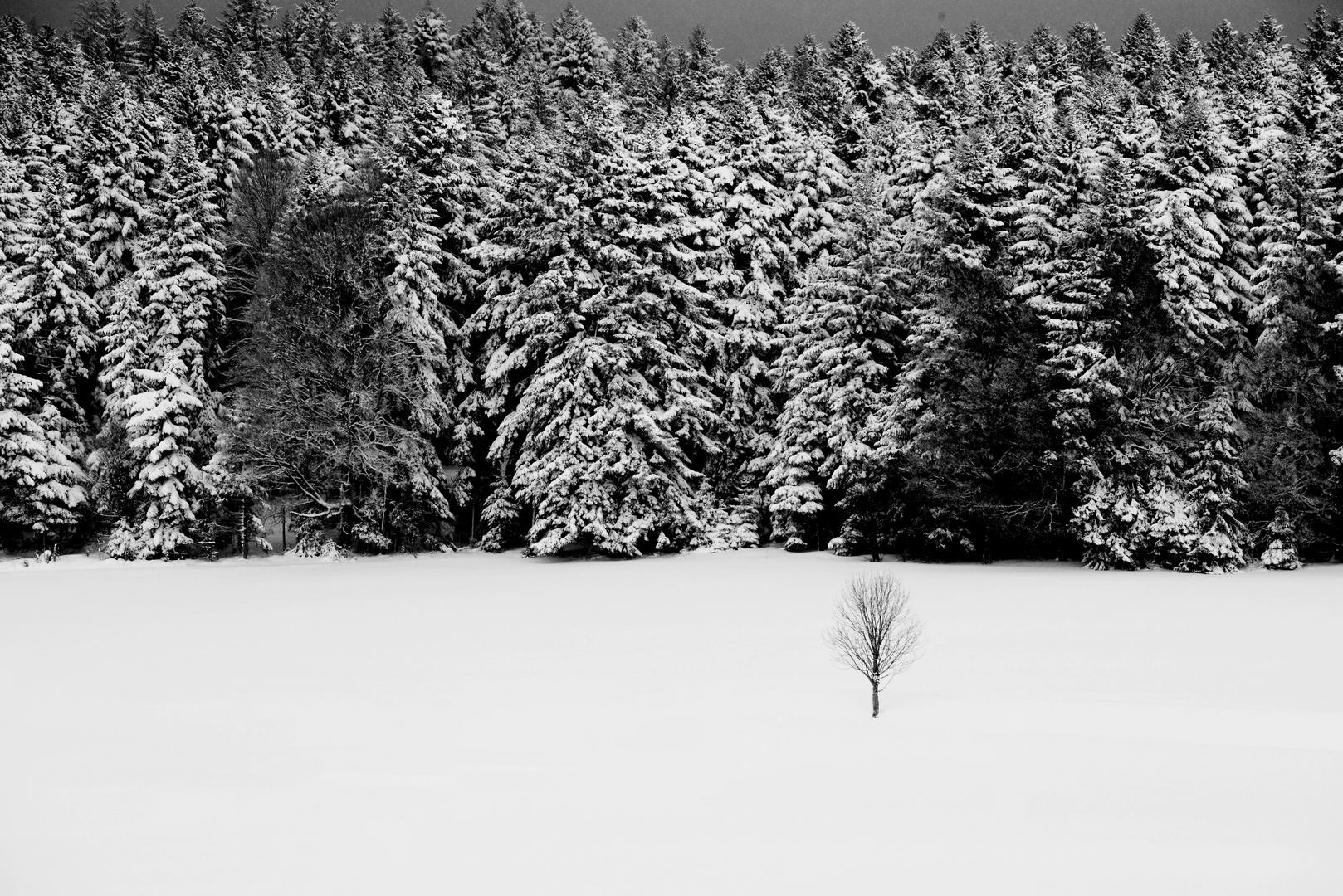 Baum im Schutz der Fichten...