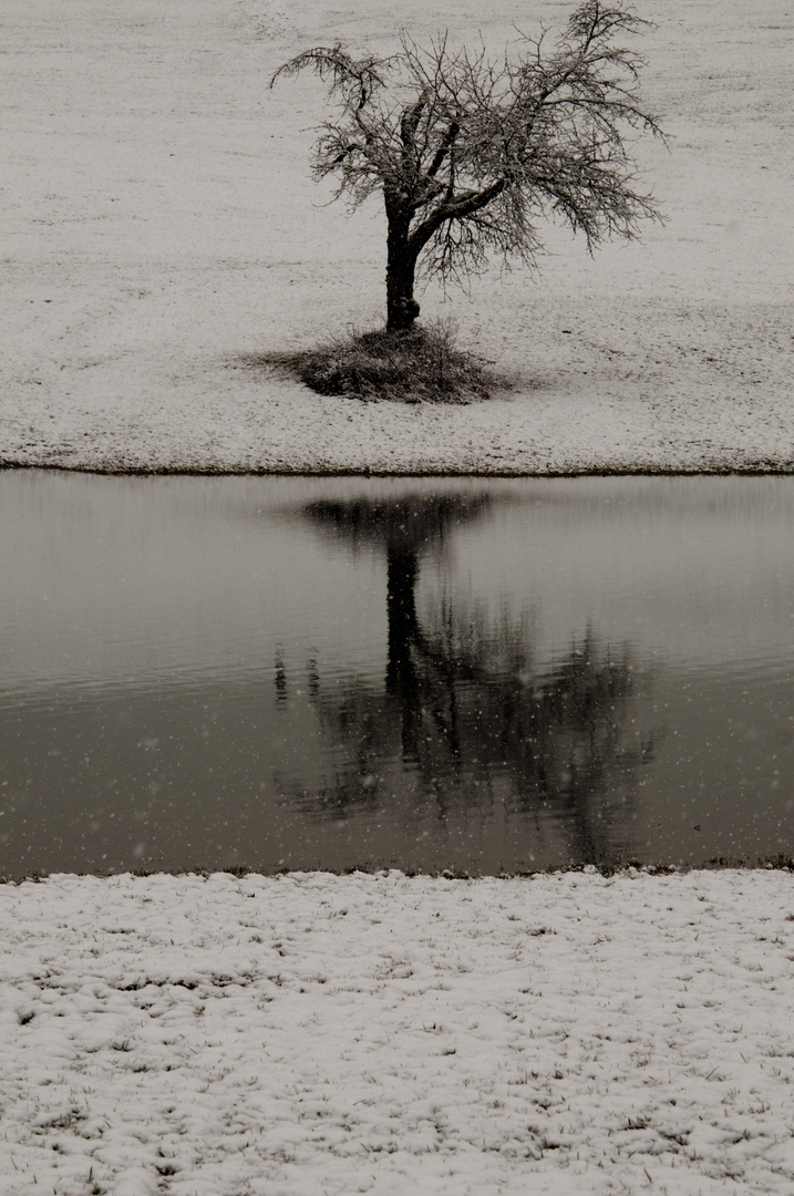 Baum im See