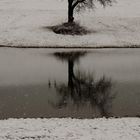 Baum im See