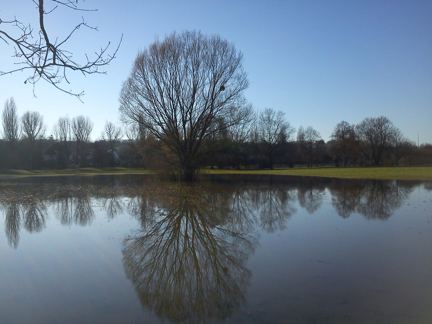 Baum im See