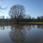 Baum im See