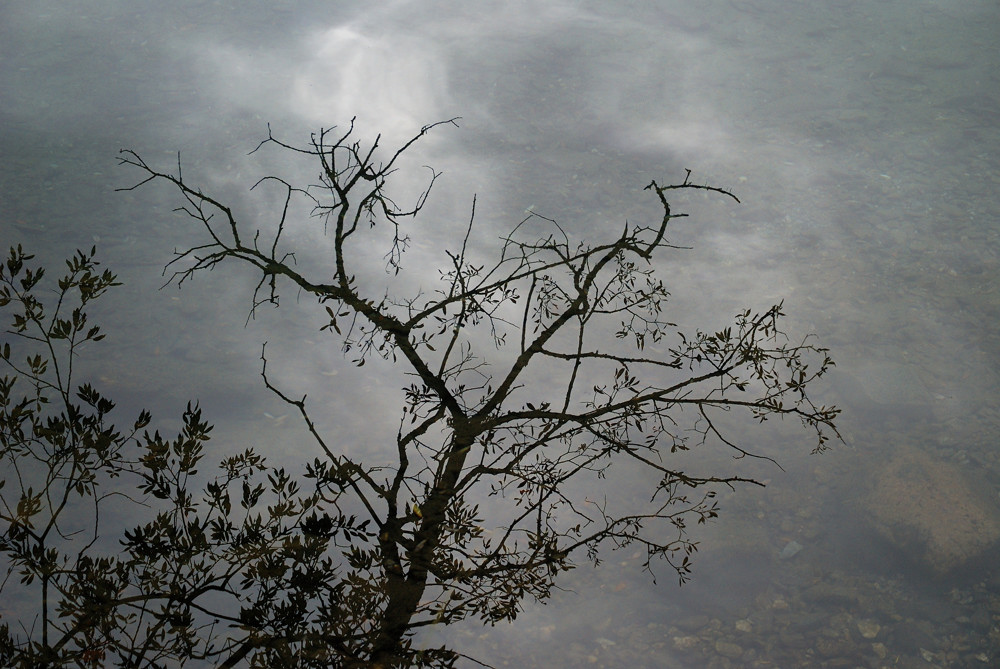 baum im see