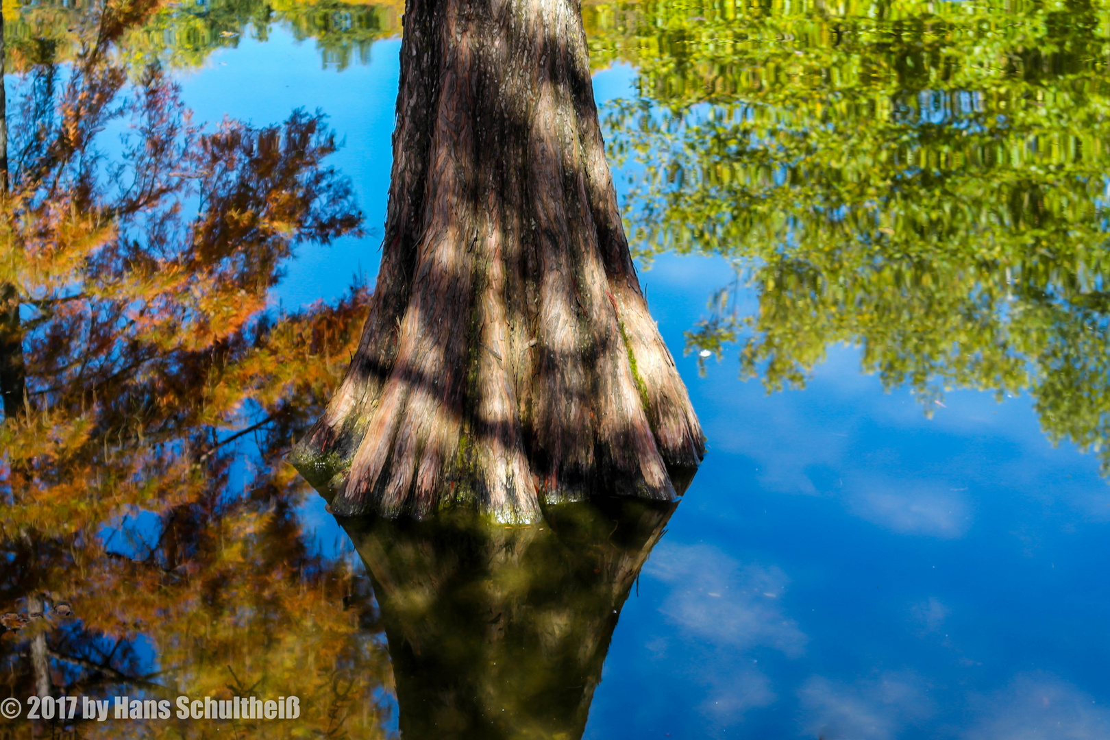 Baum im See