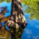 Baum im See