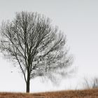 Baum im See