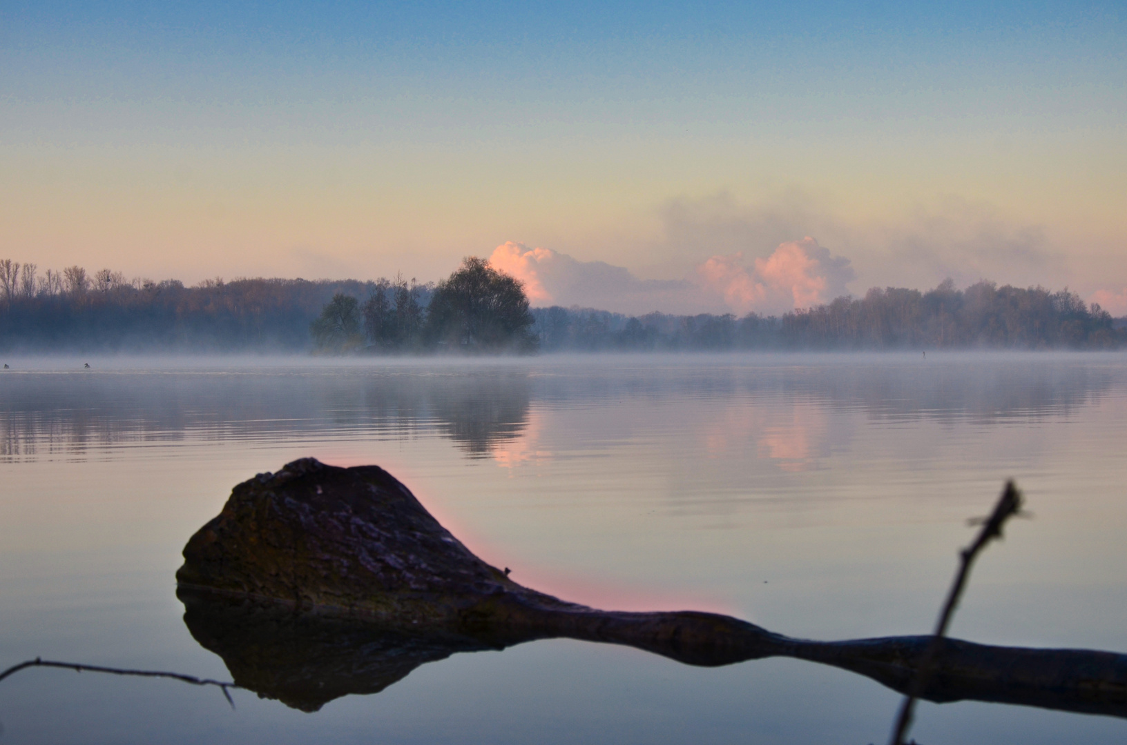 Baum im See