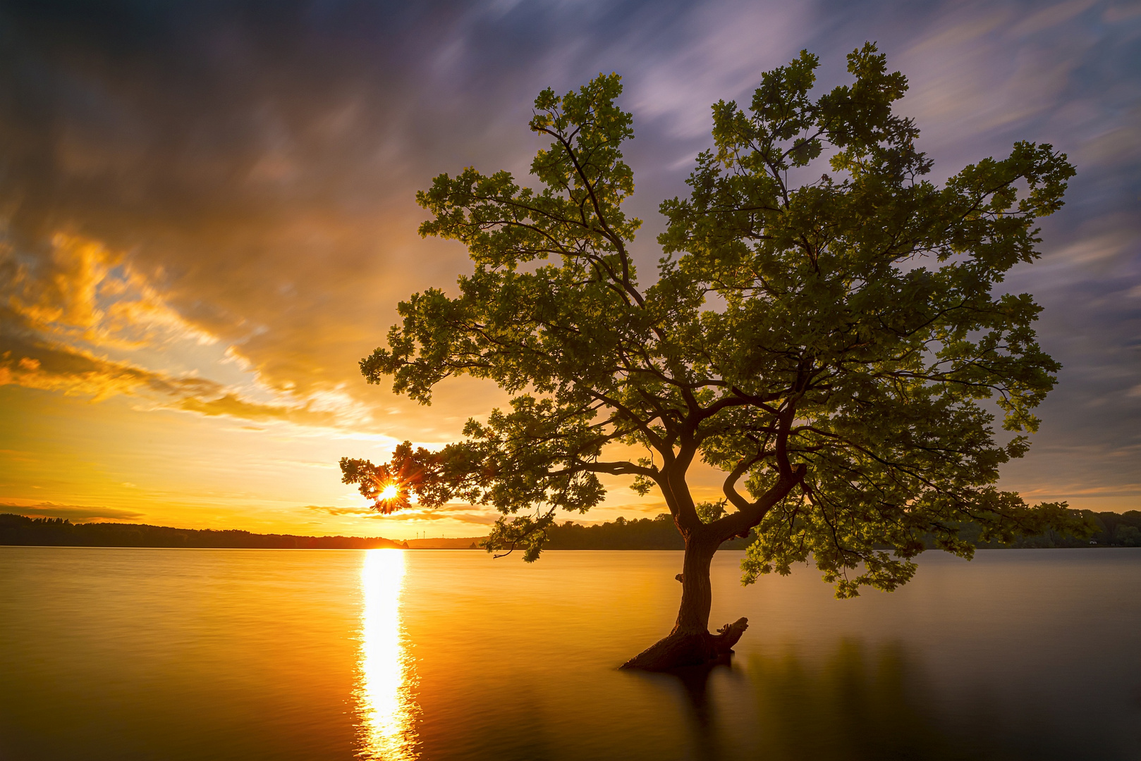 Baum im See