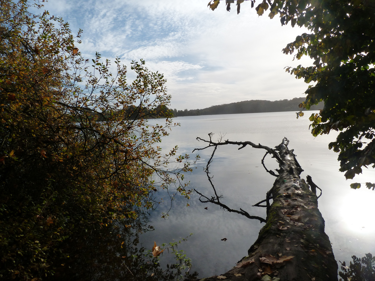 Baum im See (diesmal in der richtigen Lage  :-)))