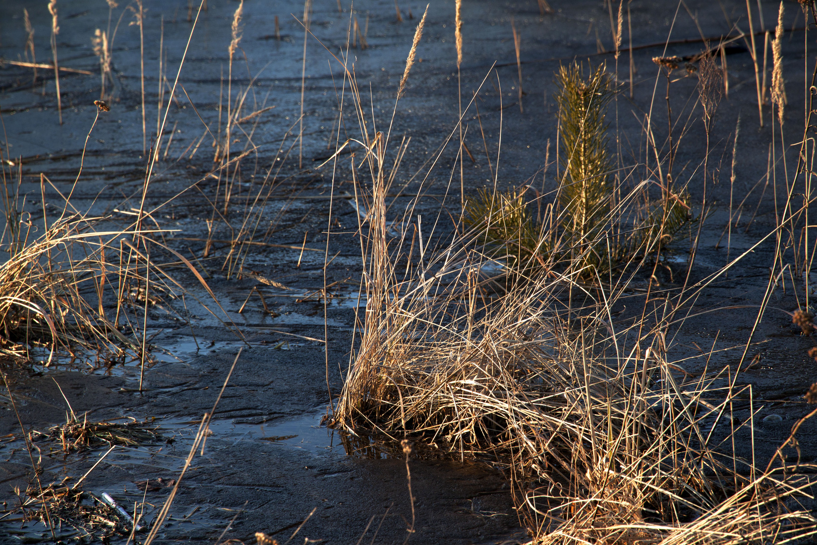 Baum im See