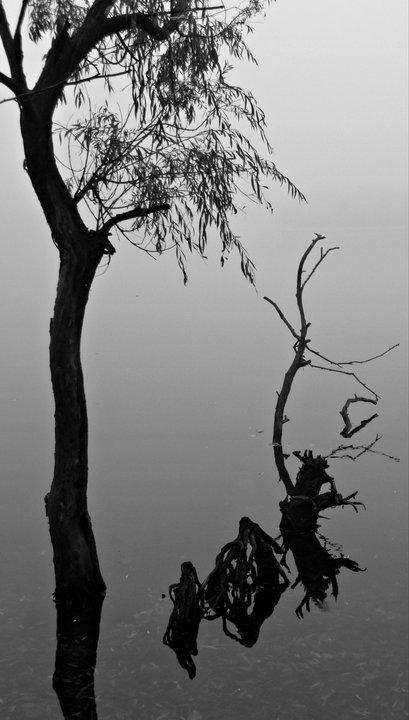 Baum im See