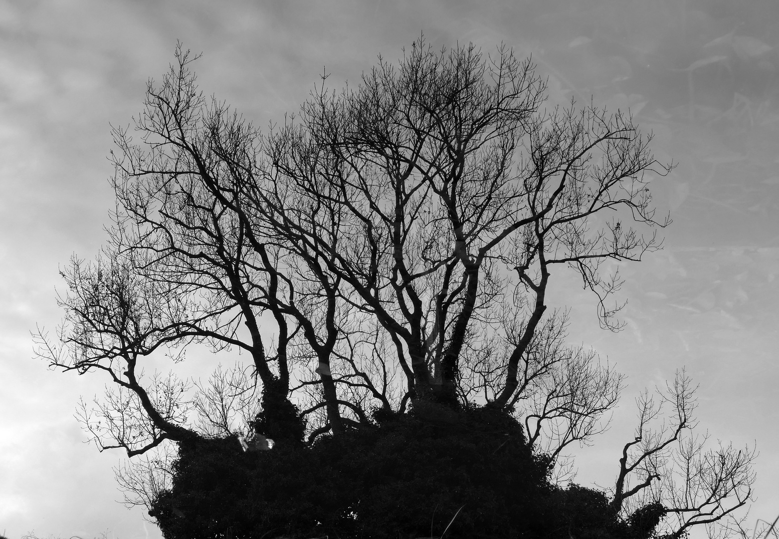 Baum im Seerosenteich