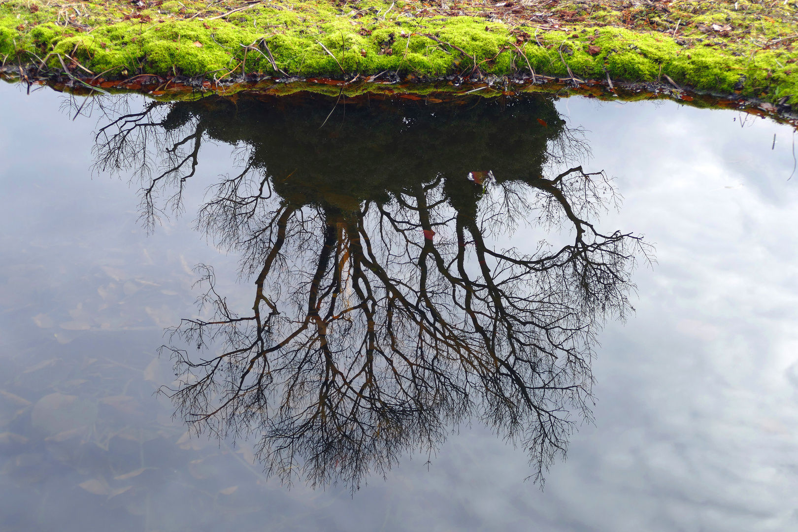 Baum im Seerosenteich