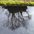 Baum im Seerosenteich