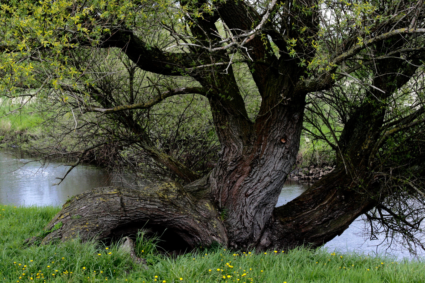 Baum im "Seevetal"