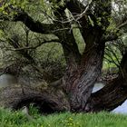 Baum im "Seevetal"