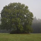 Baum im September