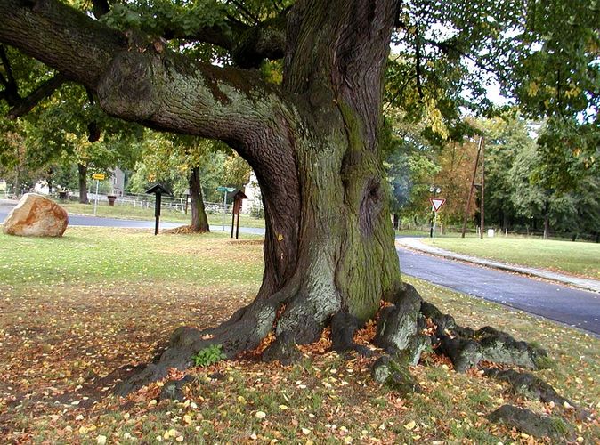 Baum im September