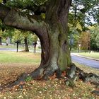 Baum im September