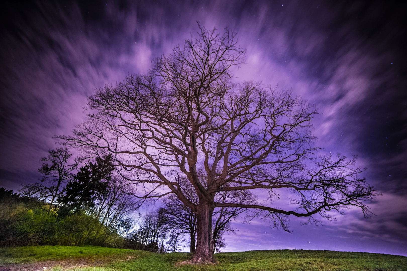 Baum im Siebenmühlental