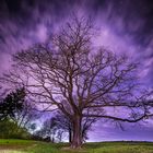 Baum im Siebenmühlental