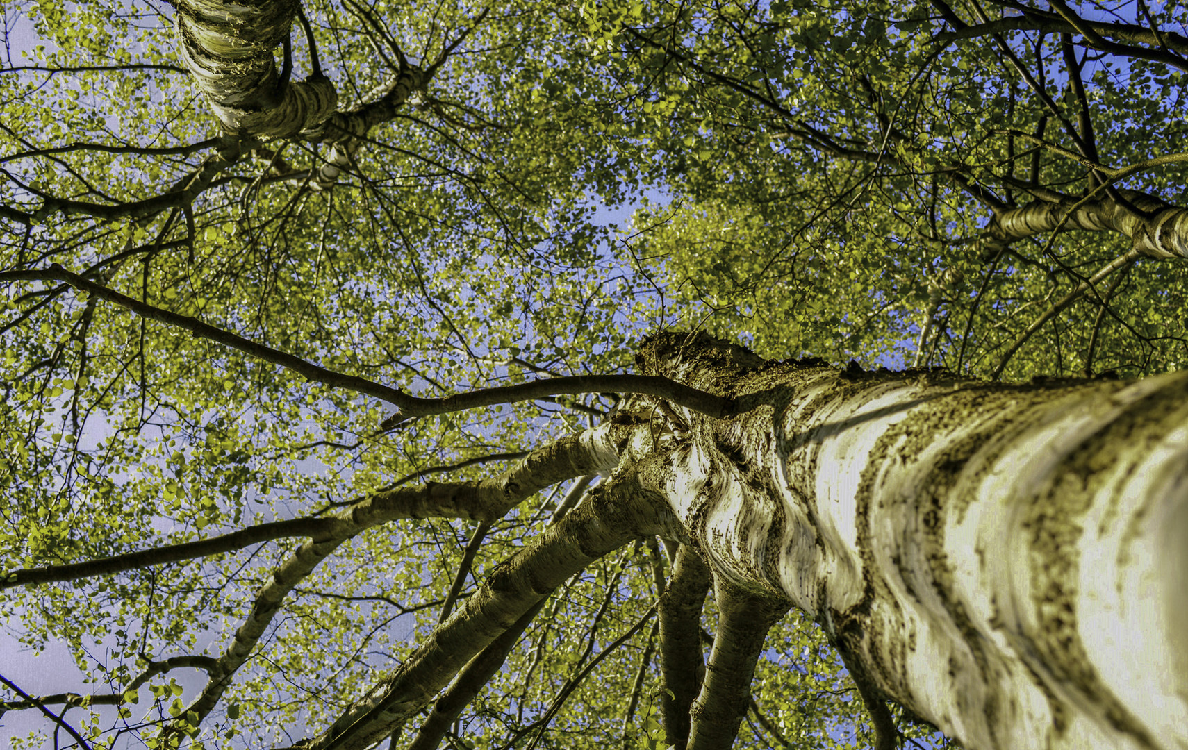 Baum im Sommerfieber