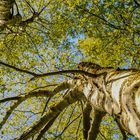 Baum im Sommerfieber