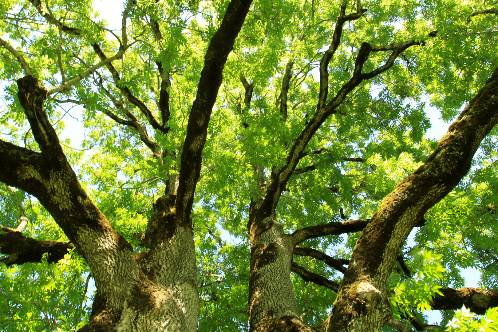 Baum im Sommerlicht