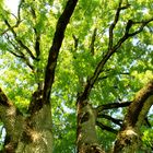 Baum im Sommerlicht