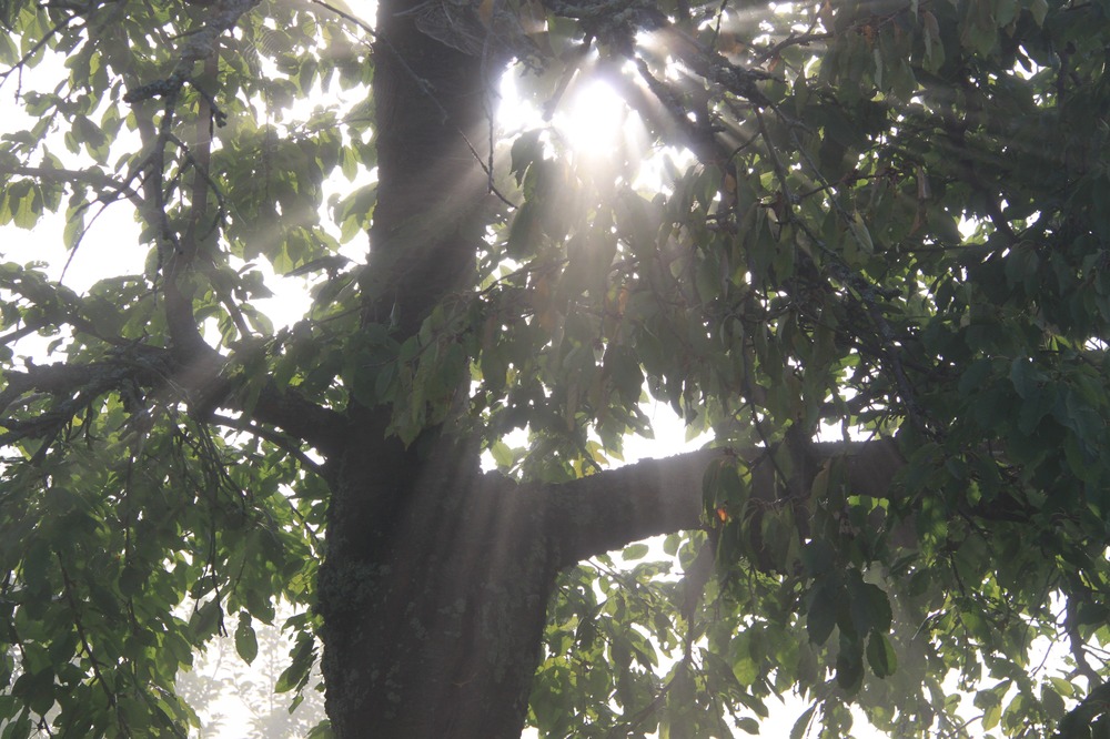 Baum im    "Sonne vertreibt Nebel"