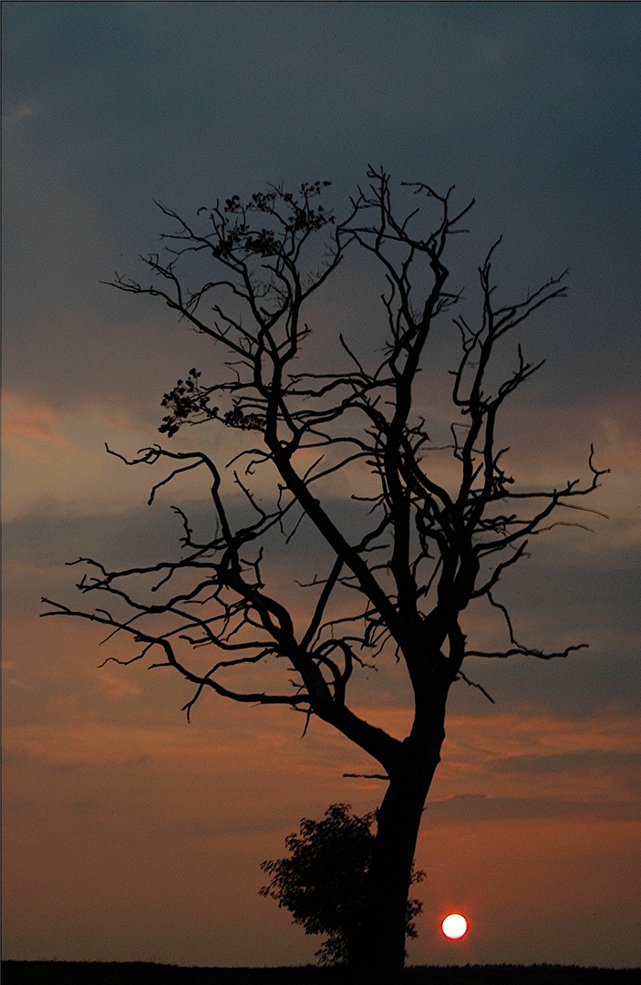 Baum im Sonnen untergang