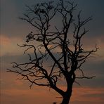 Baum im Sonnen untergang