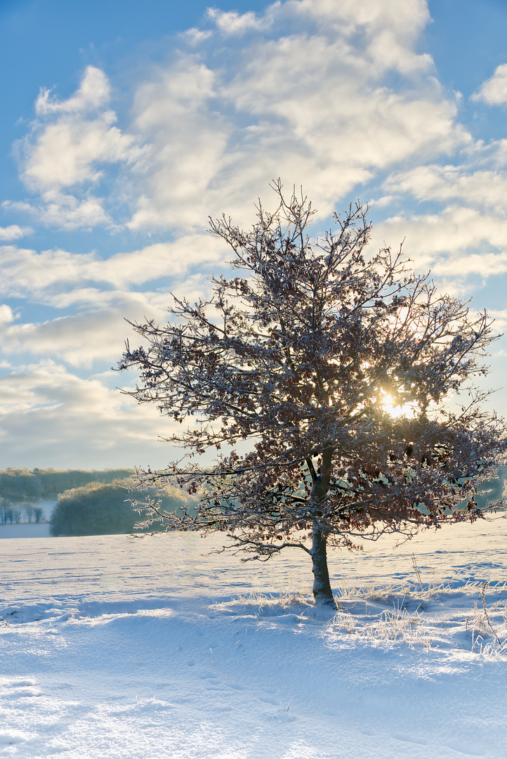 Baum im Sonnenaufgang 