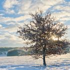 Baum im Sonnenaufgang 