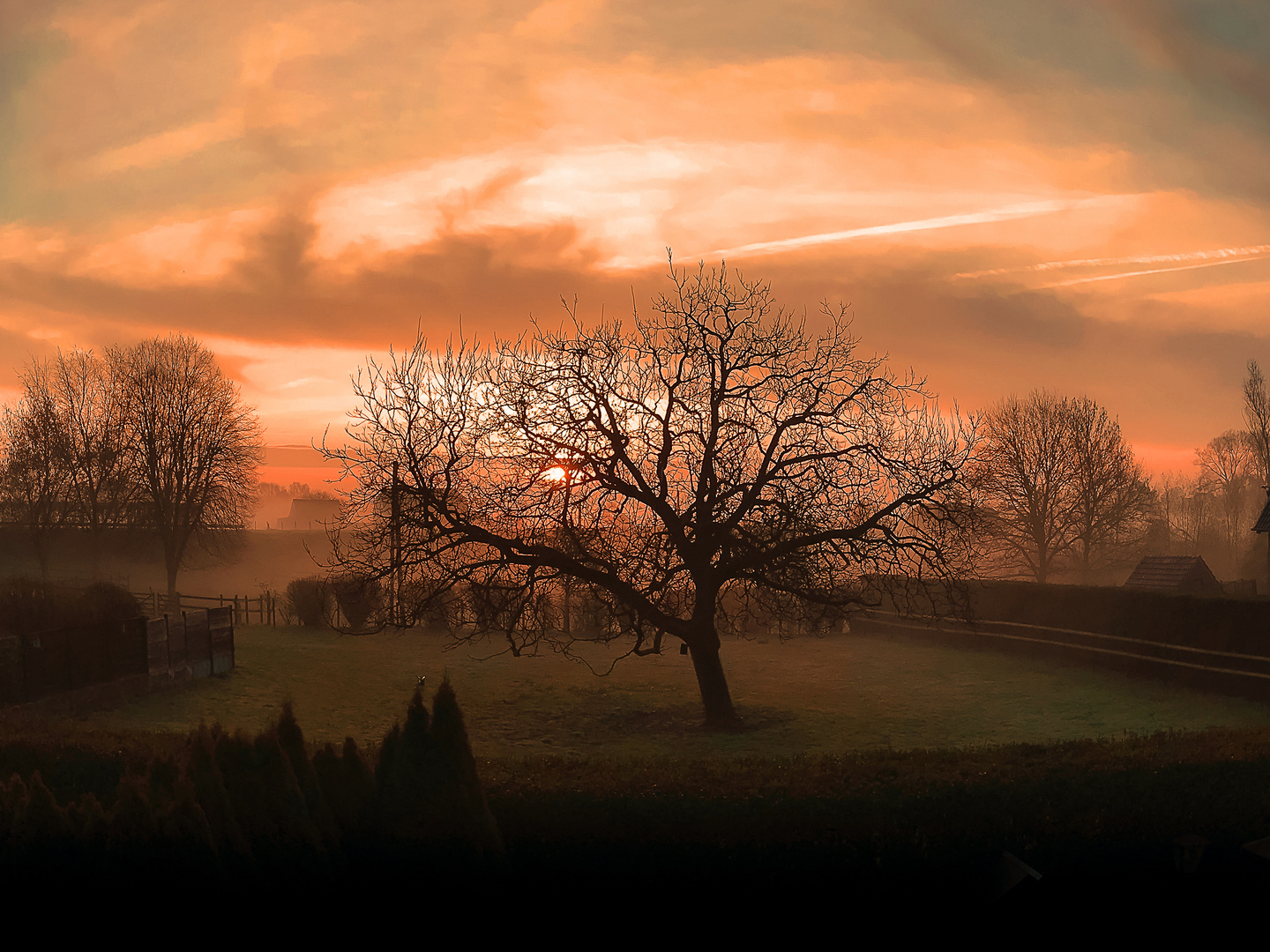 Baum im Sonnenaufgang (5)