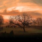 Baum im Sonnenaufgang (5)