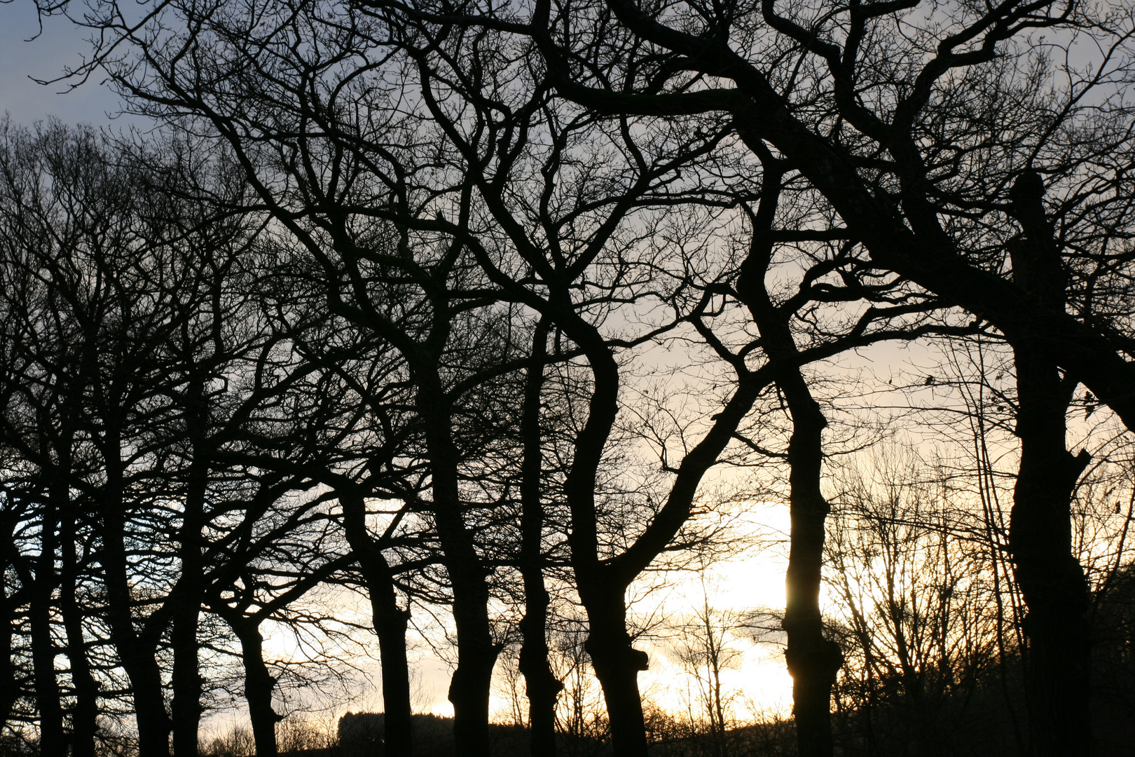 Baum im Sonnenaufgang