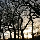 Baum im Sonnenaufgang