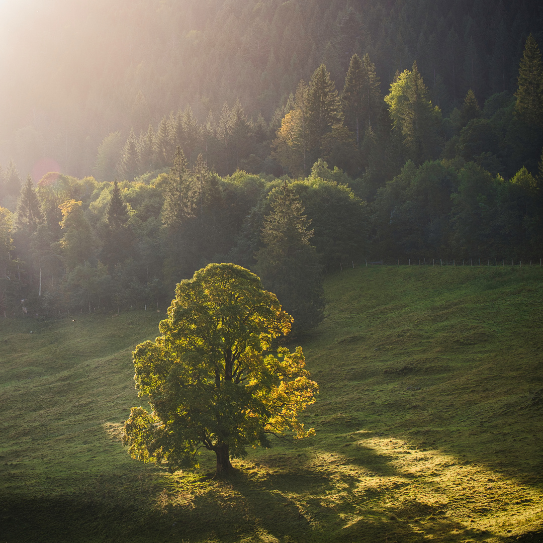 Baum im Sonnenaufgang