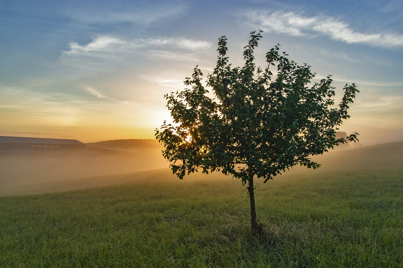 Baum im Sonnenlicht