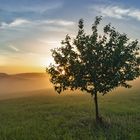 Baum im Sonnenlicht