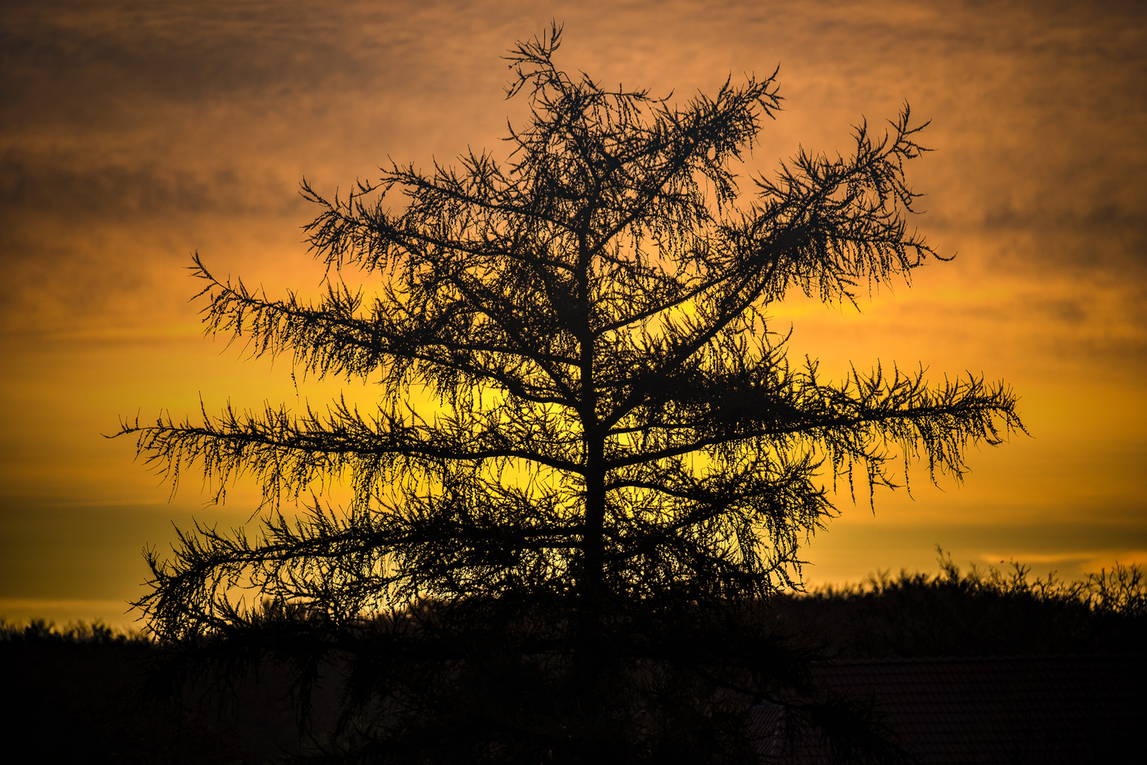 Baum im Sonnenlicht