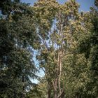 Baum im Sonnenlicht