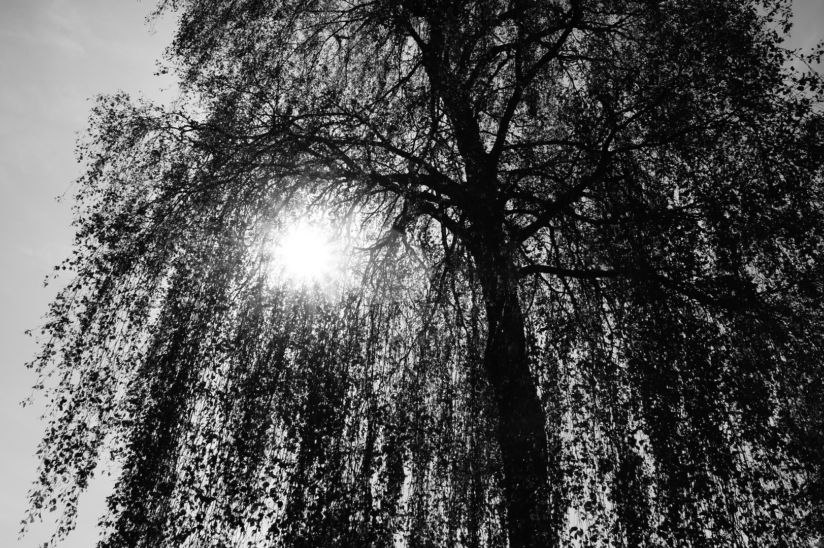 Baum im Sonnenlicht